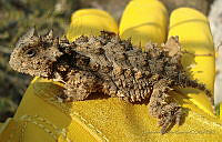 GMG10 Phrynosoma sp..jpg