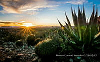 MCH006 Mammillaria sp., Agave sp..jpg