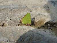 ADJ0228 Cyanophrys longula.jpg