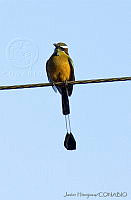 JHC0122 Eumomota superciliosa.jpg