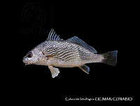 CICIMAR0542 Umbrina analis.jpg