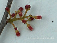 EMMS0025 Attilaea abalak.jpg