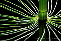 DJSO001 Equisetum sp..jpg