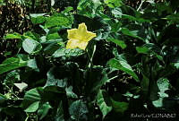 RLS0018 Luffa cylindrica.jpg