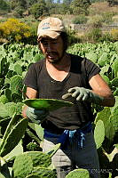 IMDOC0928 Opuntia sp..jpg