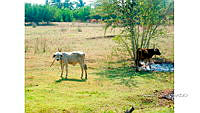 FN005 10 CH 005 Ganaderia.jpg