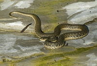 VHL0389 Thamnophis hammondii.jpg