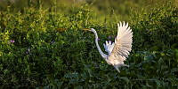 AT05 Ardea alba.jpg