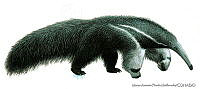 MAPM0389 Myrmecophaga tridactyla.jpg