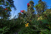 IDG1767 Cirsium anartiolepis.jpg