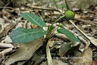 JAdNV0038 Dorstenia drakena.JPG
