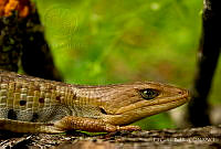 EGP0370 Gerrhonotus liocephalus.jpg