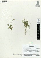 YPH0721 Chaetopappa bellioides.jpg