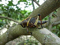 NM01 Taeniopoda eques.jpg