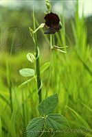3572 Macroptilium atropurpureum.jpg