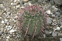 CAR 0050 Ferocactus.jpg