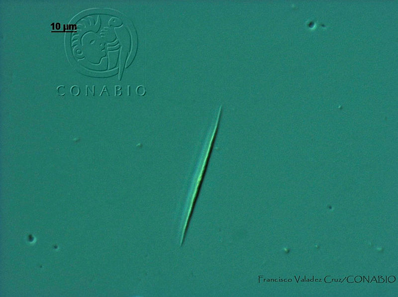 FVC0096%20Monoraphidium%20griffithii.jpg.nyfBmLr1MXGFVa9hQA3g0JtbmFja29CbnFuZ3NAbXJ6LGtwZwA.Q Eg2tFOAI