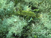 NE018 0857 Felimare picta.jpg