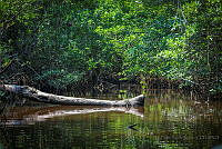 FBA0540 Tabasco, México.jpg