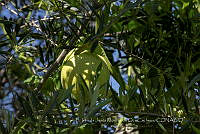 IMDOC4185 Cucurbita ficifolia.jpg