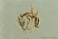 AGDE019-354 Odontomachus chelifer.jpg