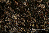 IDG1858 Danaus plexippus.jpg