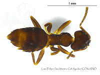 LFSMCA0093 Brachymyrmex patagonicus.jpg
