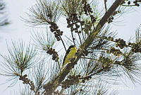 JRRO0313 Spinus psaltria.jpg