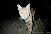 UNAMHBRM-4 Lynx rufus.jpg