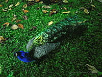 JMG03 Pavo cristatus.jpg