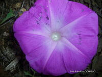 IRR 0006 Ipomoea stans.jpg