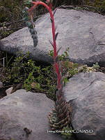 IRR 0385 Echeveria.jpg