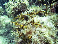 NE018 0576 Aplysina cauliformis.jpg
