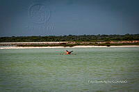 FBA0921 Phoenicopterus ruber.jpg