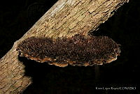 KLR001 Hexagonia hydnoides.jpg