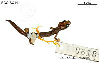 ME006 herp SCLC 0204 Bolitoglossa hartwegi - Wake & Brame, 1969.jpg