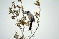 GRC0036 Polioptila caerulea.jpg