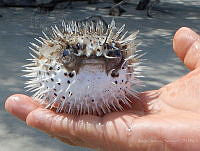 MCS028 Diodon holocanthus.jpg