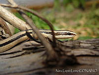 NLL0043 Conophis vittatus.jpg