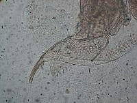HE009 R 0163 Alona setulosa.jpg