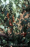 DK2107 Capsicum annuum.jpg