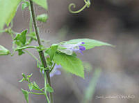 SL0178 Maurandya antirrhiniflora.jpg