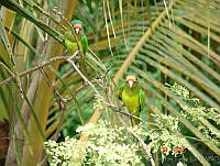 ILT0003 Eupsittula canicularis.jpg