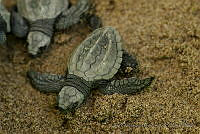 IDG0733 Chelonia mydas.jpg