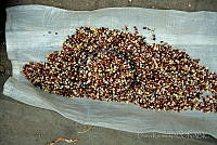 DK1531 Zea mays.jpg