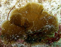 CF003 Lobophora variegata.jpg