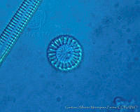 UNAMGAMZ-28 Cyclotella meneghiniana.jpg