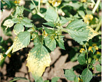 PDA0153 Physalis ixocarpa.JPG