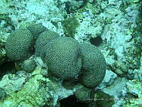 CGG0837 Orbicella annularis.JPG