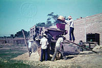 FGM0009 Zea mays.JPG